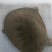 鳖2~2.5斤