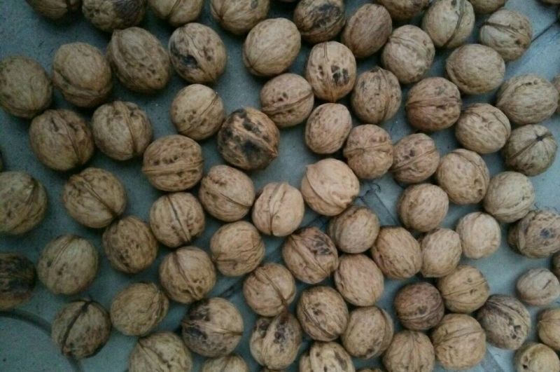 青皮核桃去皮