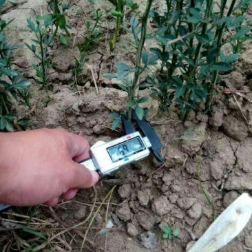 枳壳苗基地60万株现起苗积壳芽苗积壳种子价格便宜