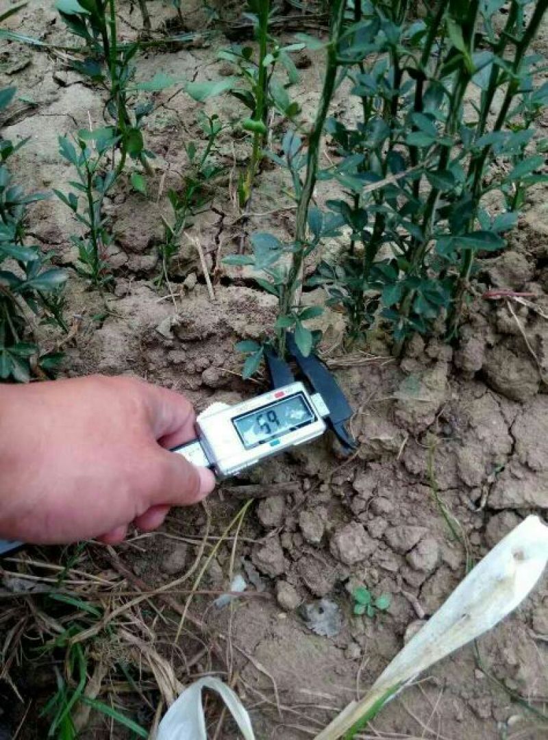 枳壳苗基地60万株现起苗积壳芽苗积壳种子价格便宜