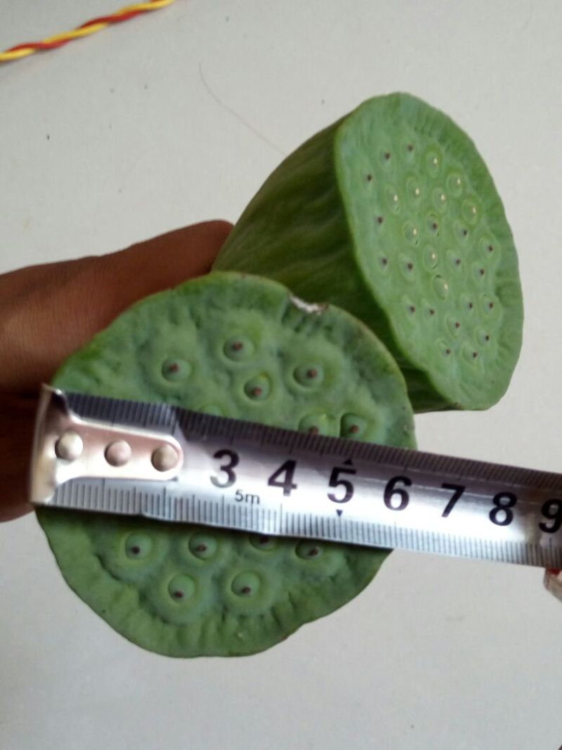 莲蓬5~8cm