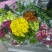 白菊花50~80cm