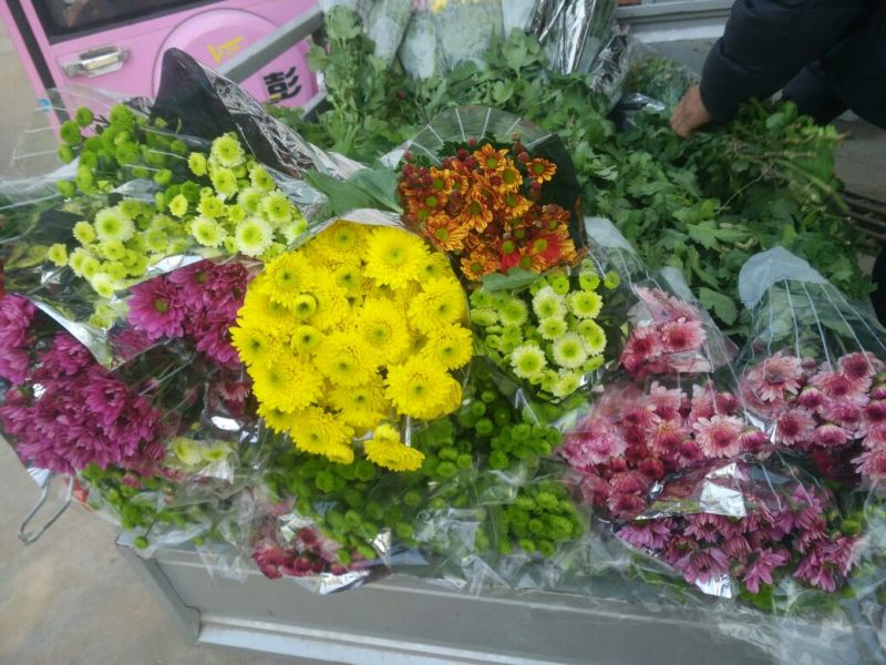 白菊花50~80cm