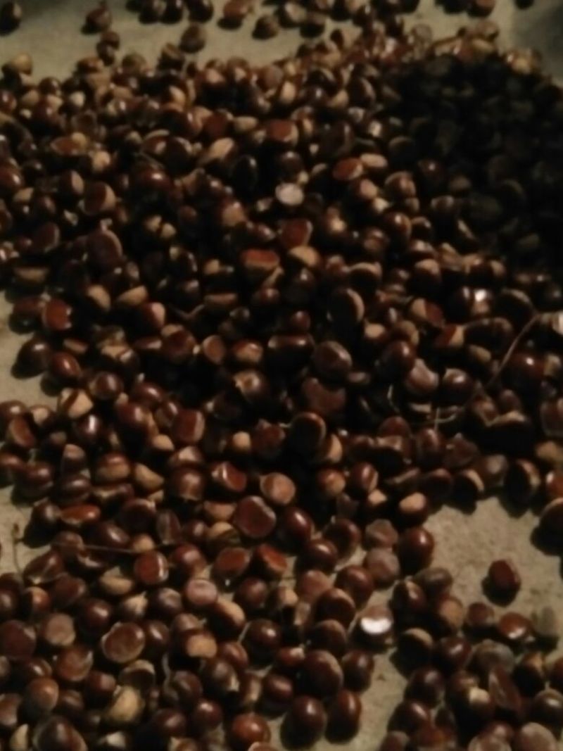 河北青龙板栗炒栗种大粒，产地直供量大从优