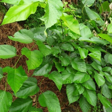 长果桑树苗60cm
