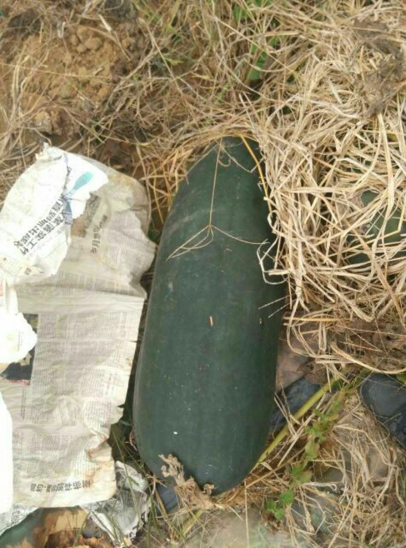 黑皮炮弹冬瓜10斤以上地冬瓜
