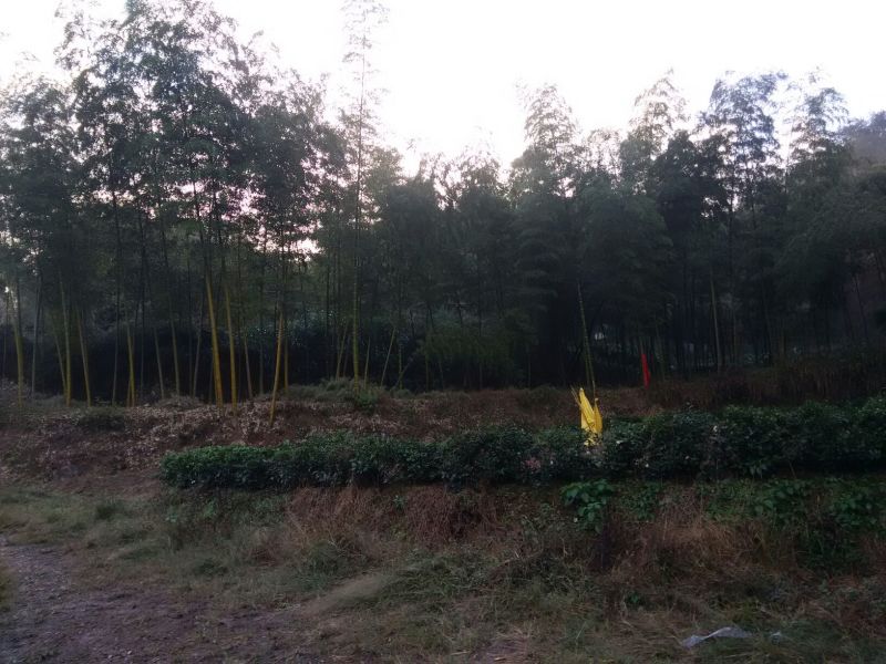 土鸡蛋食用50g以下