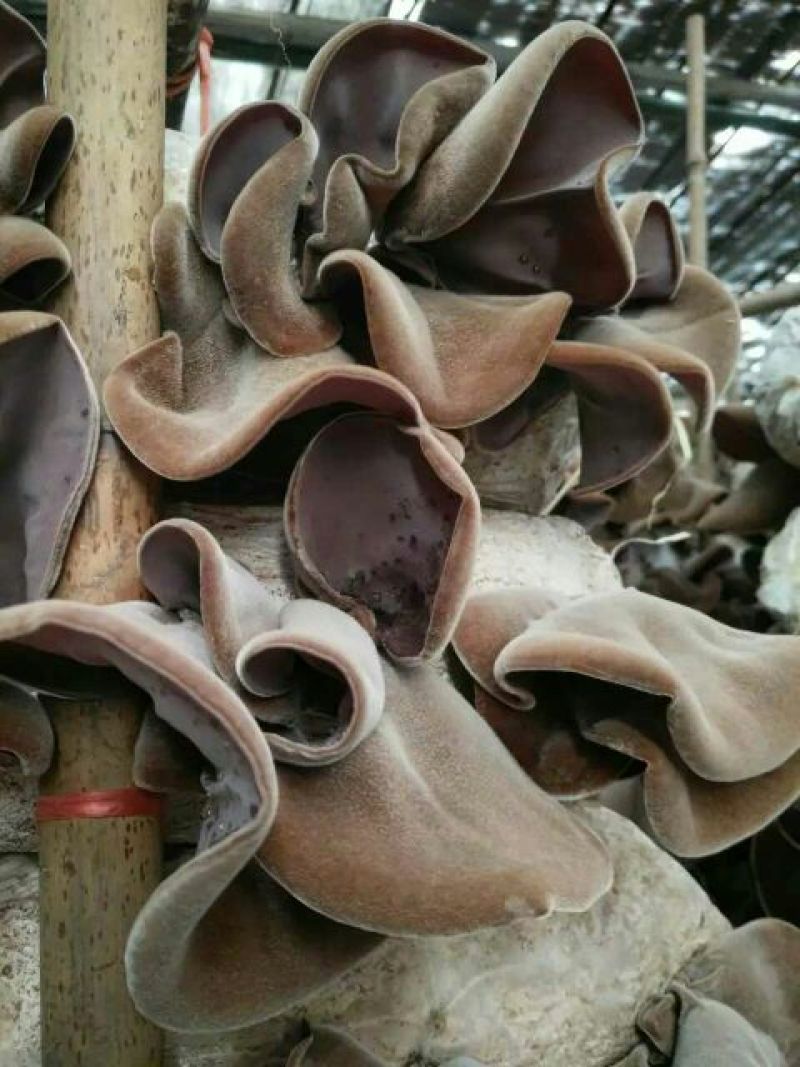 木耳