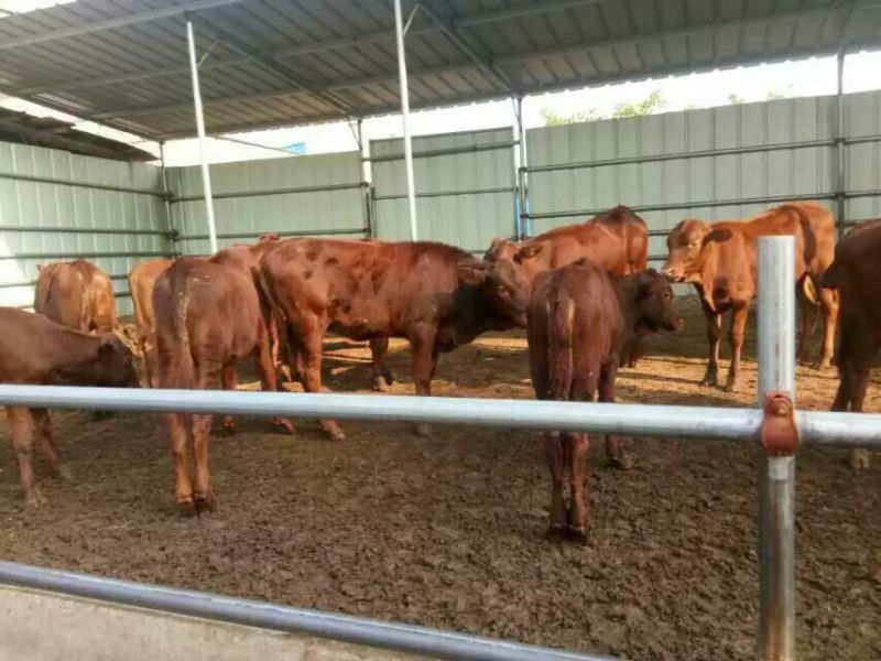 优质南阳肉牛犊200~300斤