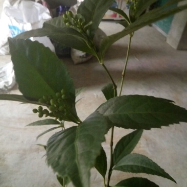 草珊瑚