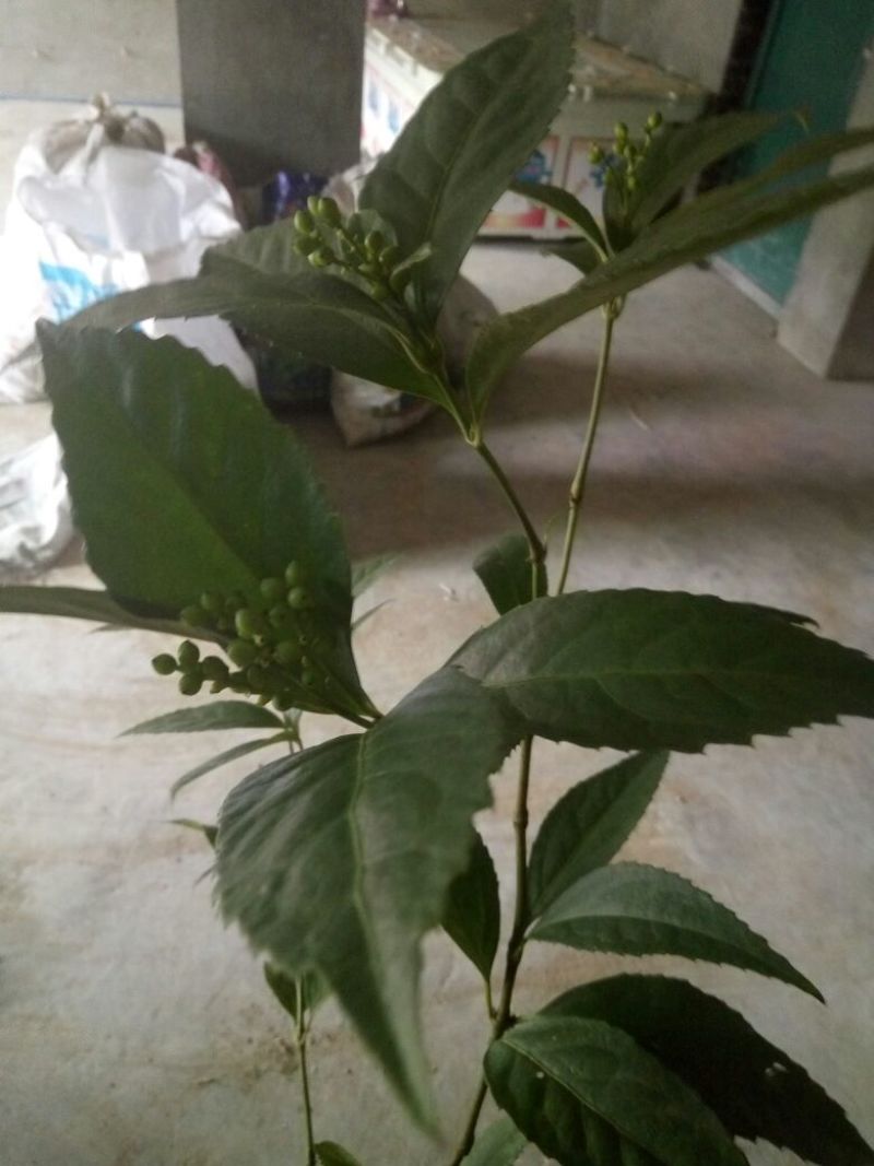 草珊瑚