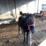 矮马100~200kg