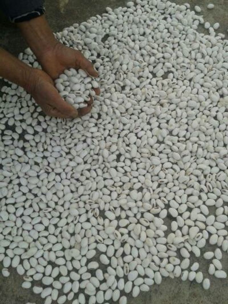 药用刀豆