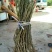 长果桑树苗80cm