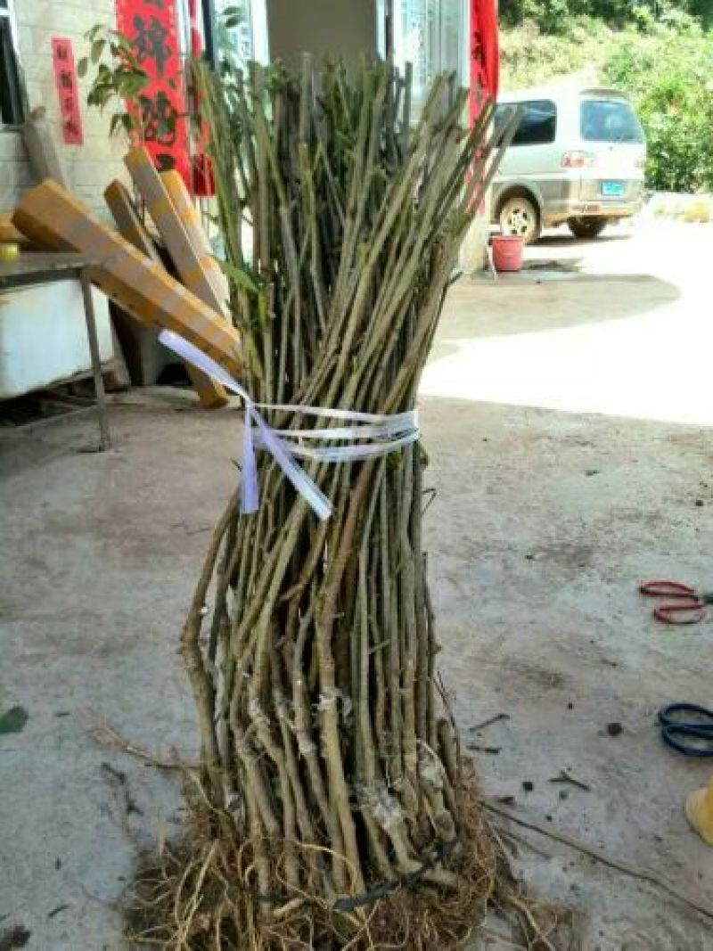长果桑树苗80cm