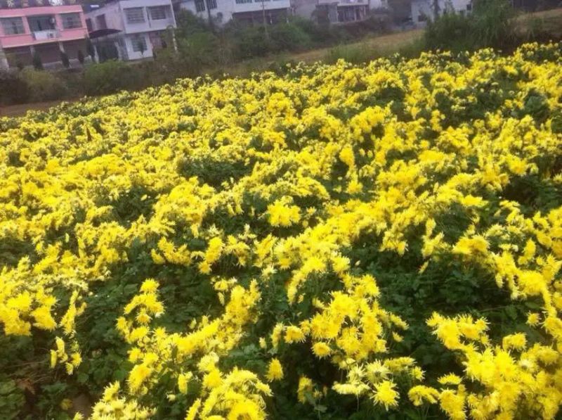 皇菊茶