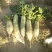 青皮白萝卜1.5~2斤起