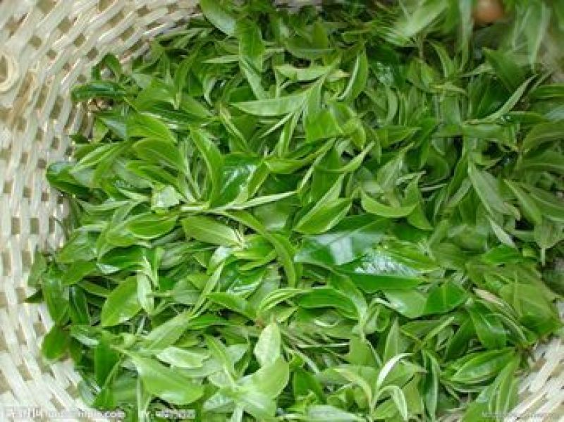 观音茶特级