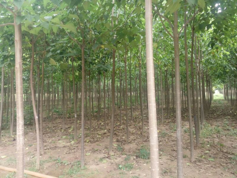 楸树苗10cm以下