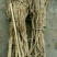 黄芪0.5~1.5cm