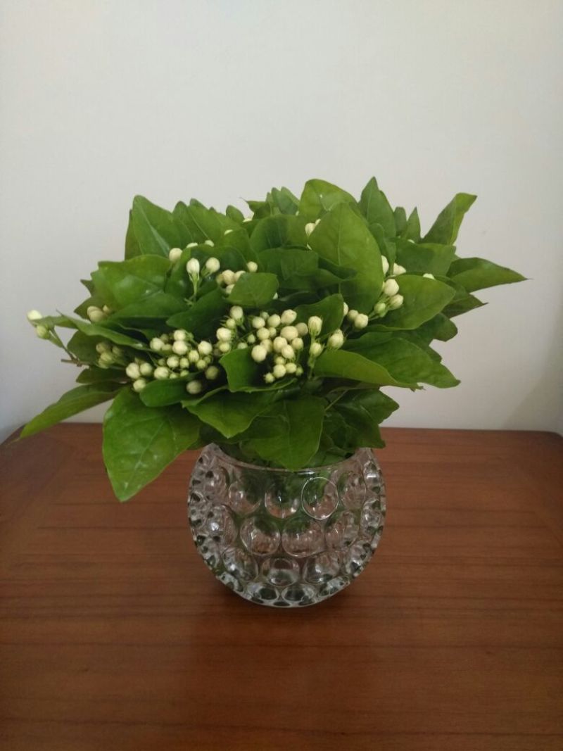 茉莉花鲜扎