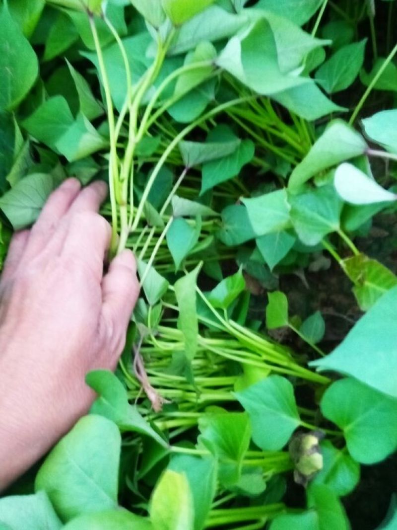 济薯26红薯