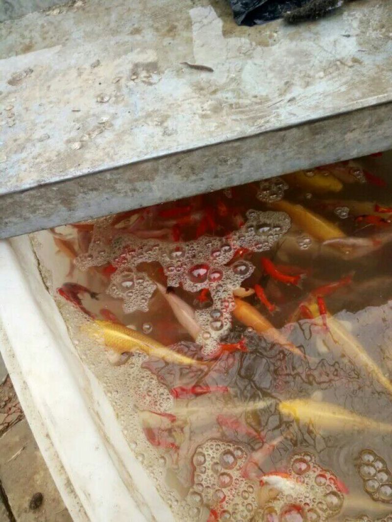锦鲤饲料0.5~1公斤