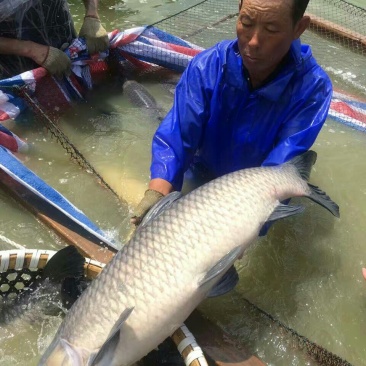 青鱼饲料活鱼