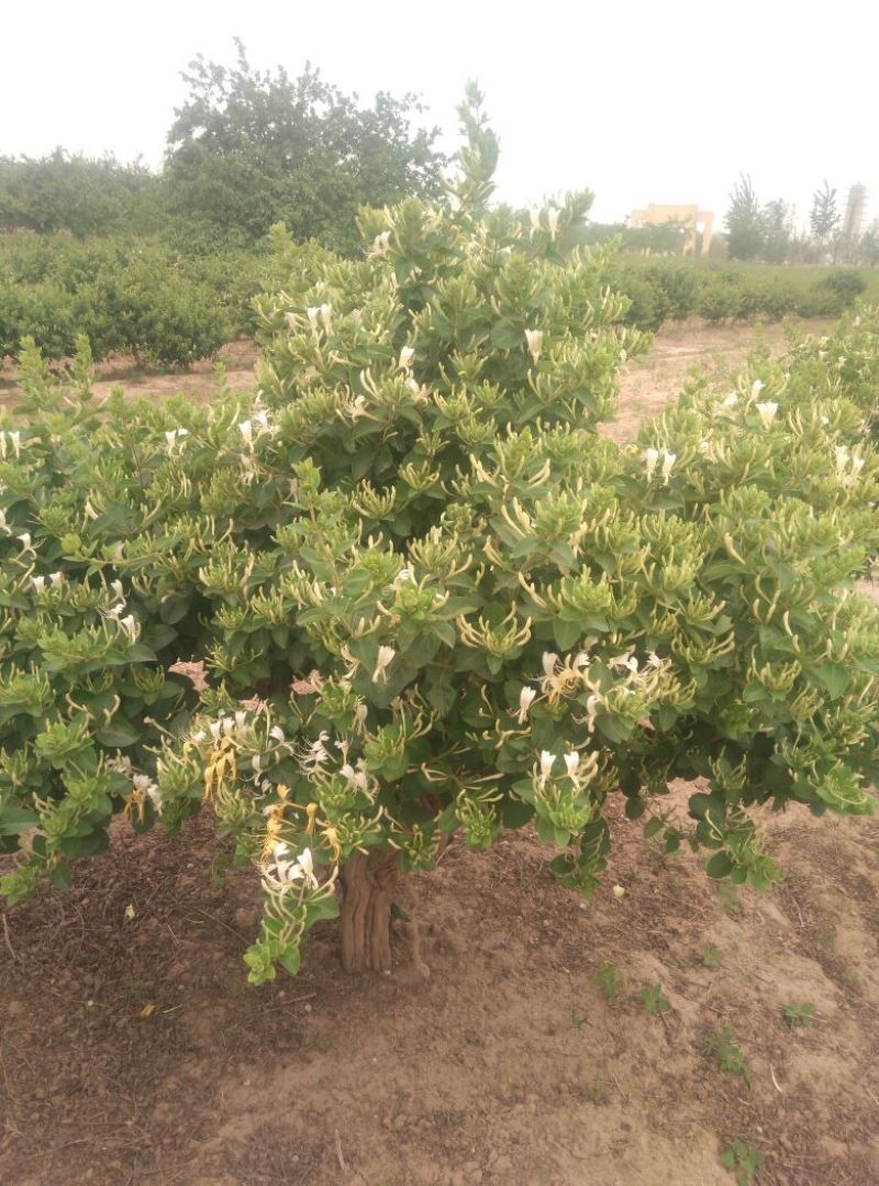 金银花树苗