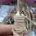 牡丹8~10cm10~12cm0.5~1米