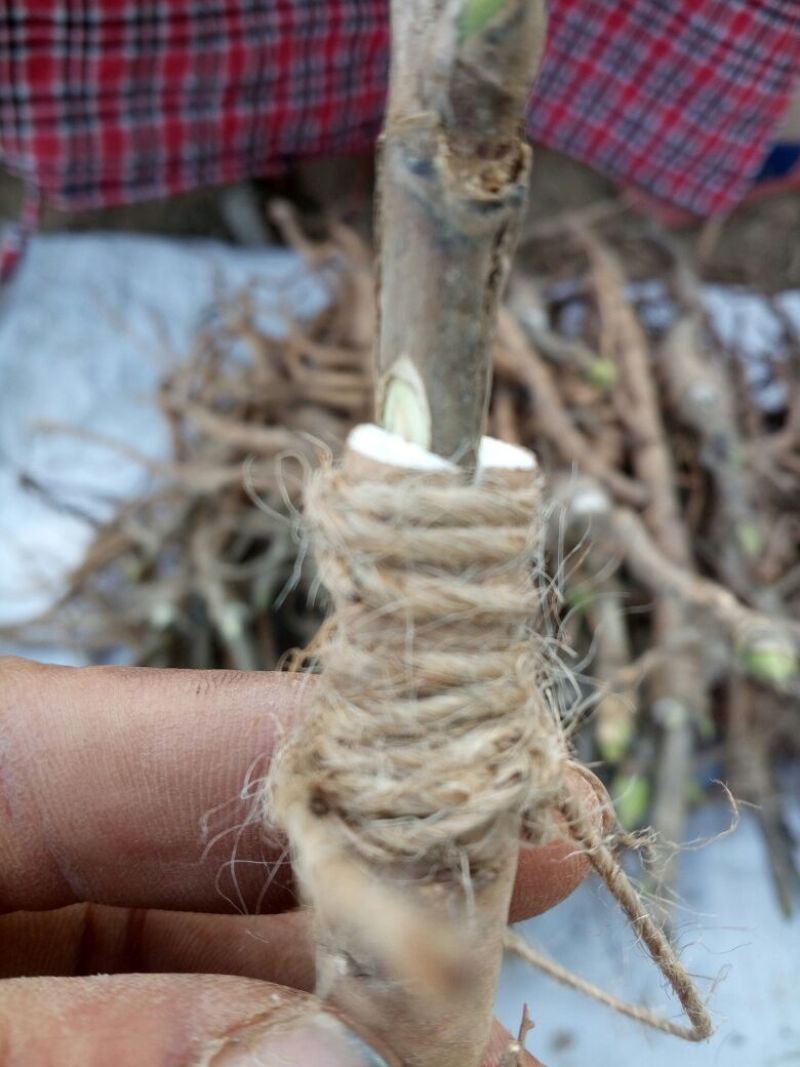 牡丹8~10cm10~12cm0.5~1米