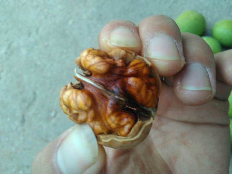 薄皮核桃30mm以上去皮