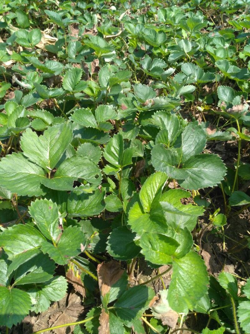 红颜草莓苗10~20cm