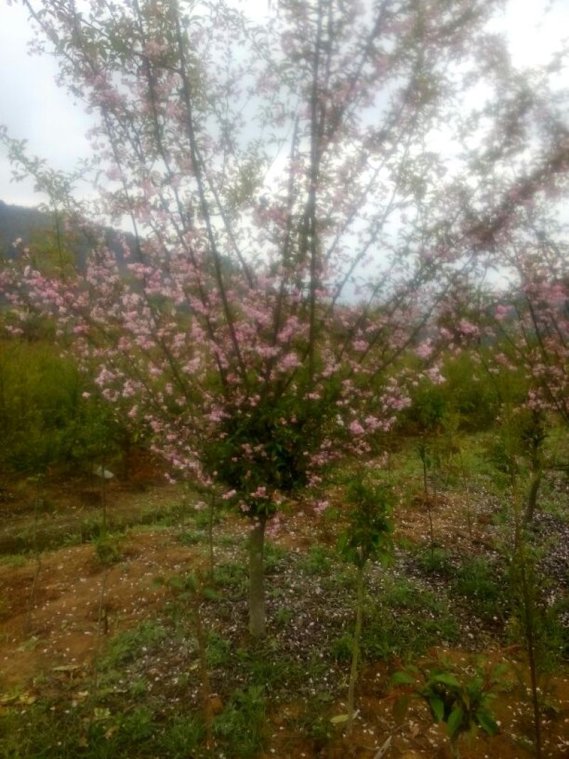 垂丝海棠（规格3～15公分都有）