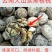 山核桃30mm以上去皮干