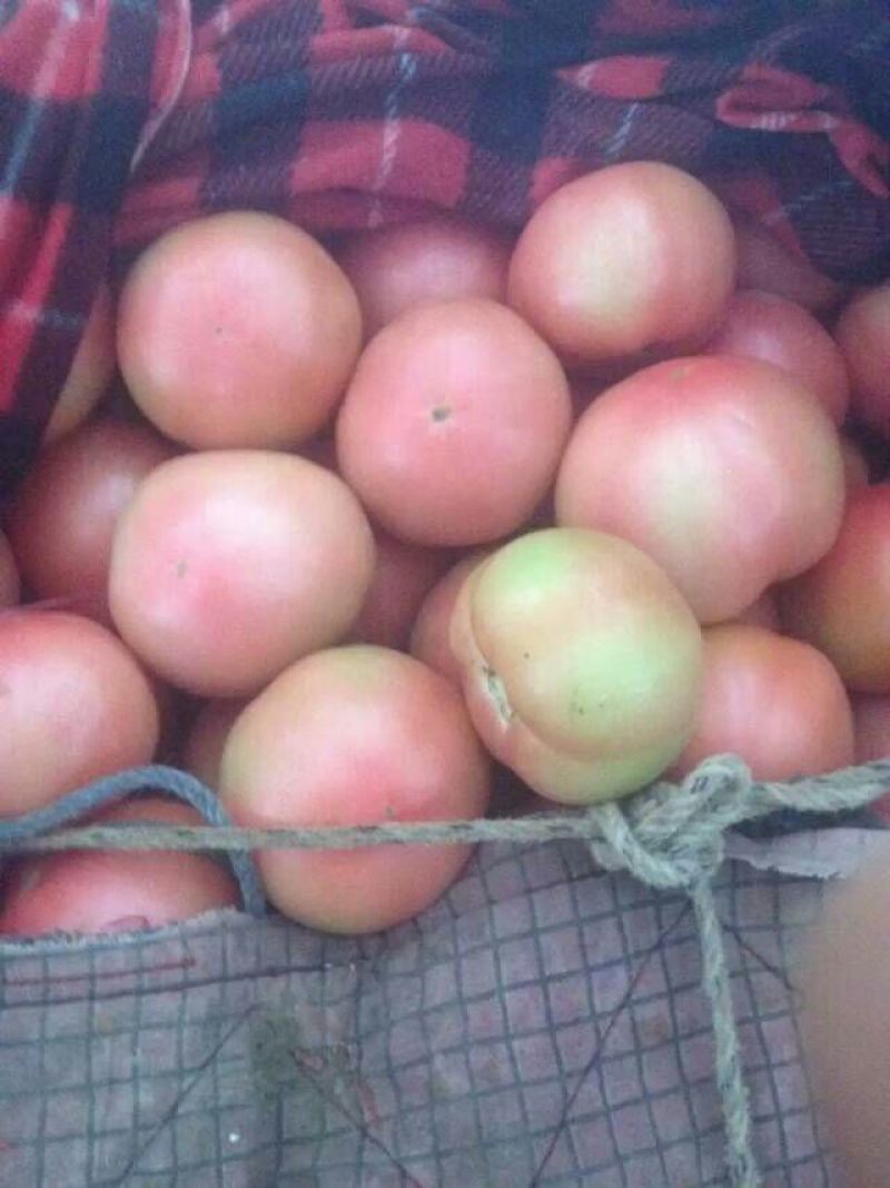 硬粉西红柿精品硬粉弧三以上。货源充足，配菜方便