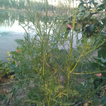 透骨草