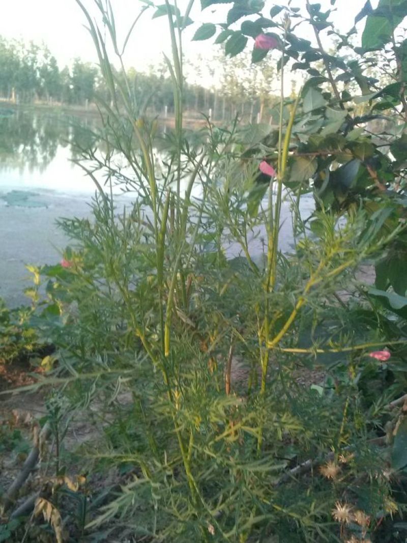 透骨草