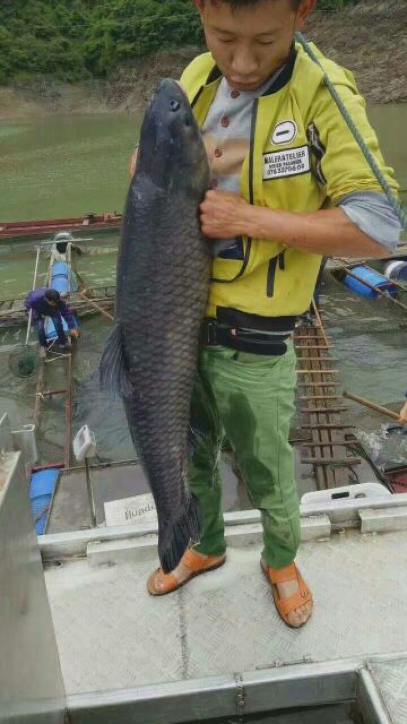 青鱼