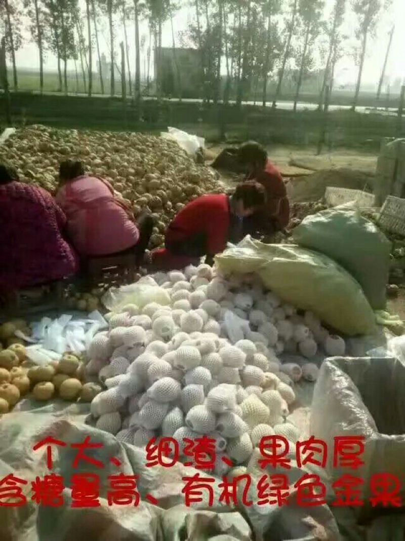 沙澧特晚秋黄梨350~400g纸箱