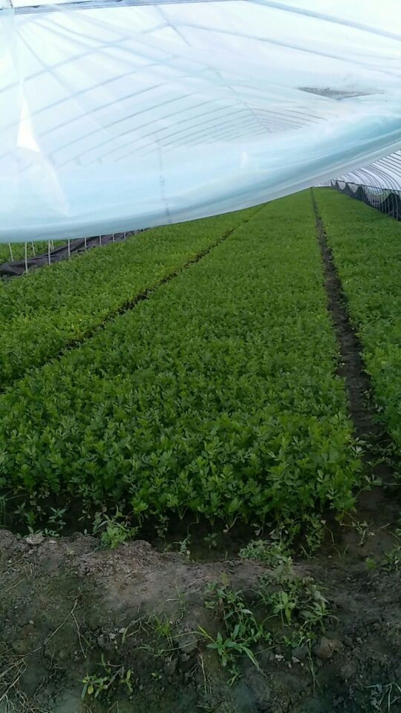 西芹大量供应优质小西芹