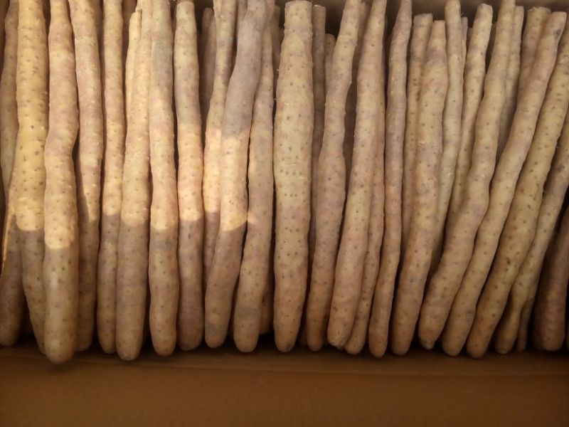 小白嘴白山药2~3厘米30~35厘米