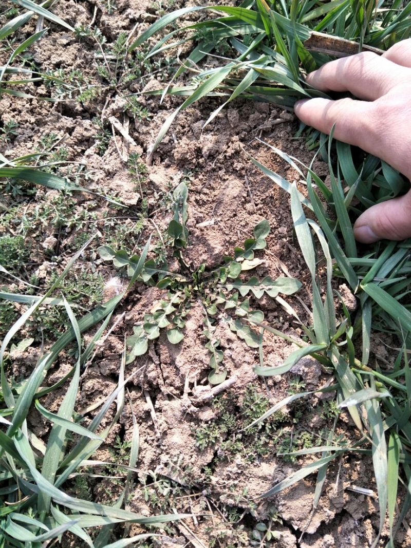 荠菜10cm以上