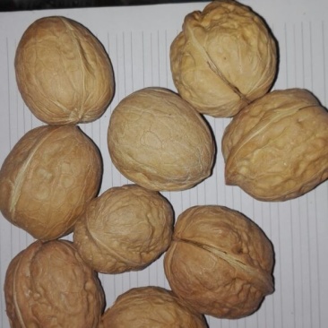 薄皮核桃30mm以上青皮