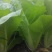 快菜25~30cm