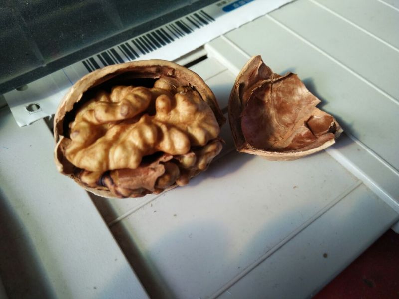 绵核桃去皮干