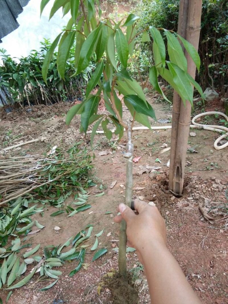 荔枝苗30~50cm