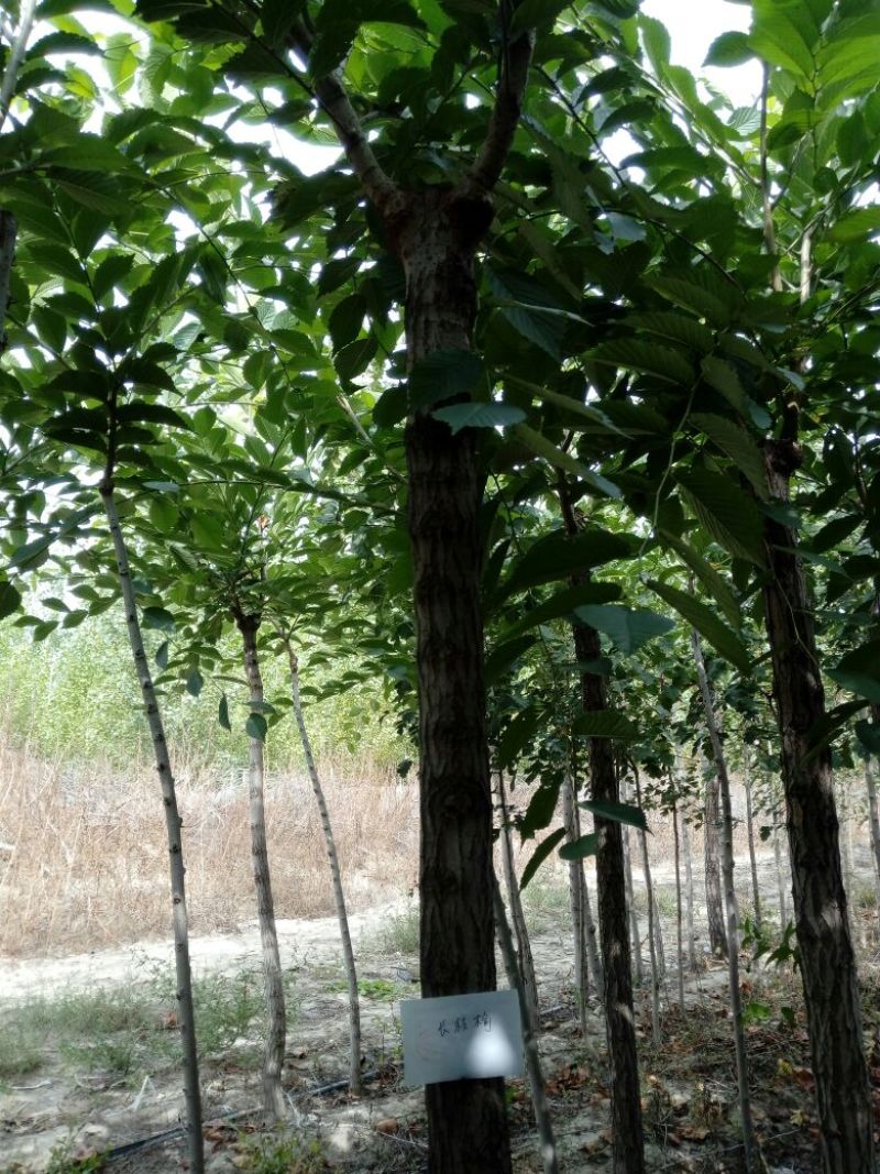小叶白蜡树2~4cm4~6cm
