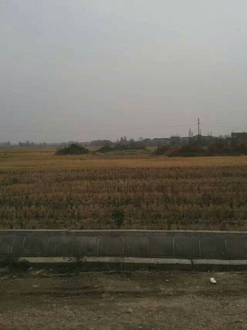 黄花粘晴米：自产自销，不抛光打蜡，留住米胚芽，淘米浑浊
