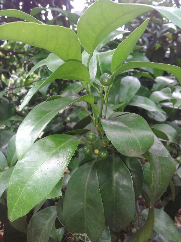 广西桂林市永福县沙糖桔批发_韦燕供应_一亩